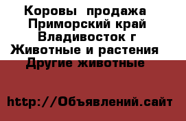 Коровы, продажа - Приморский край, Владивосток г. Животные и растения » Другие животные   